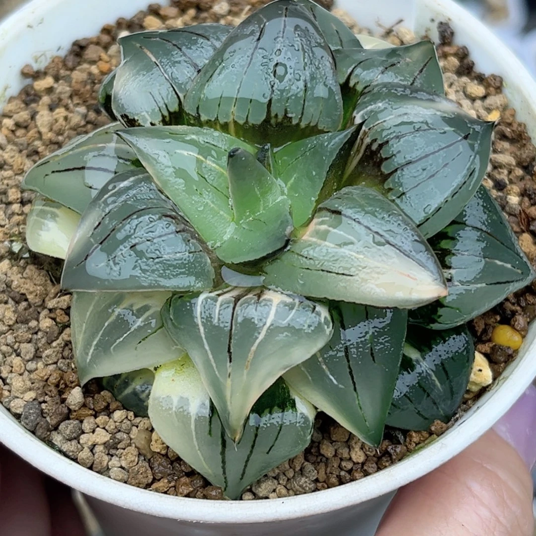 79红纹寿锦福利专场