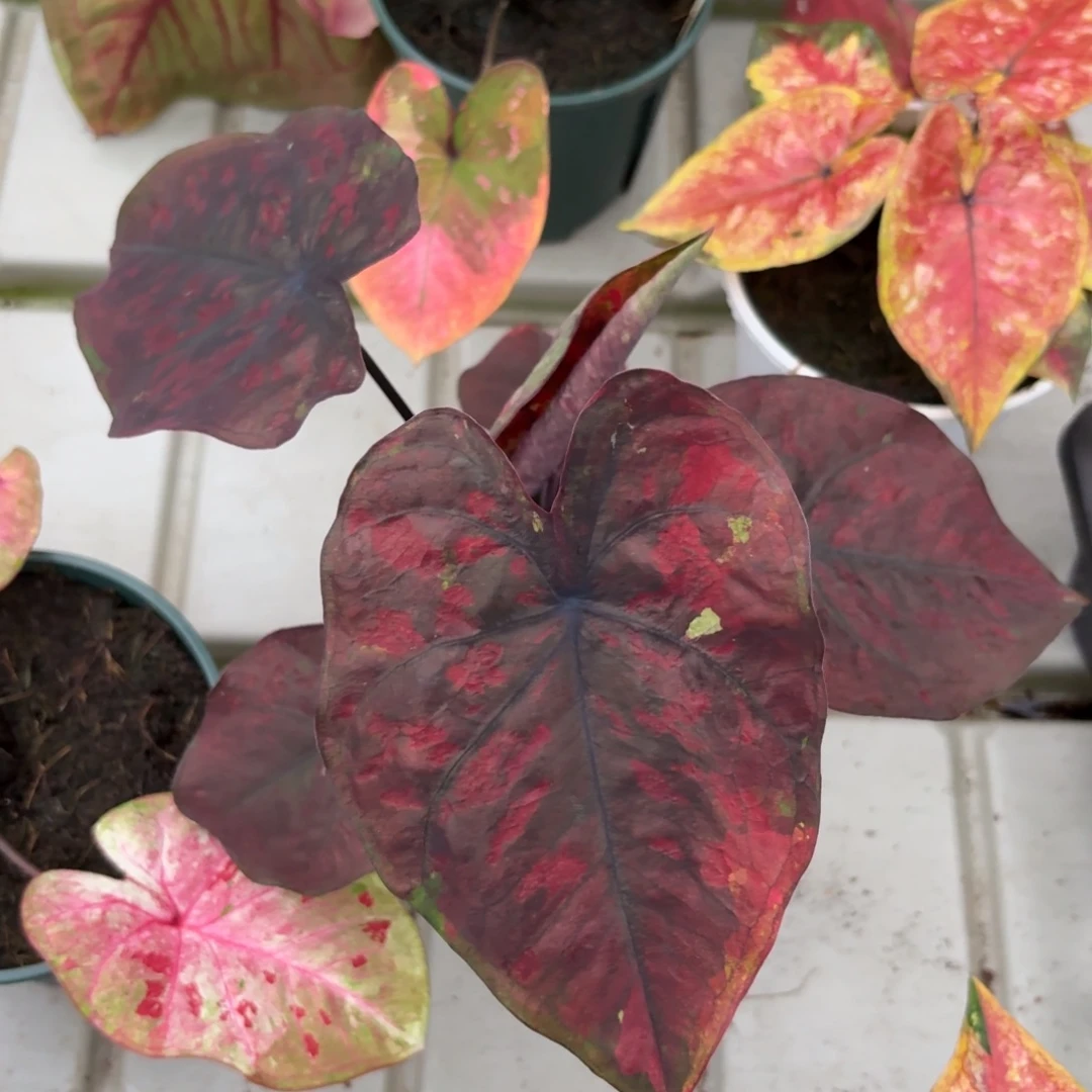 红魔泰国彩叶芋89-1224