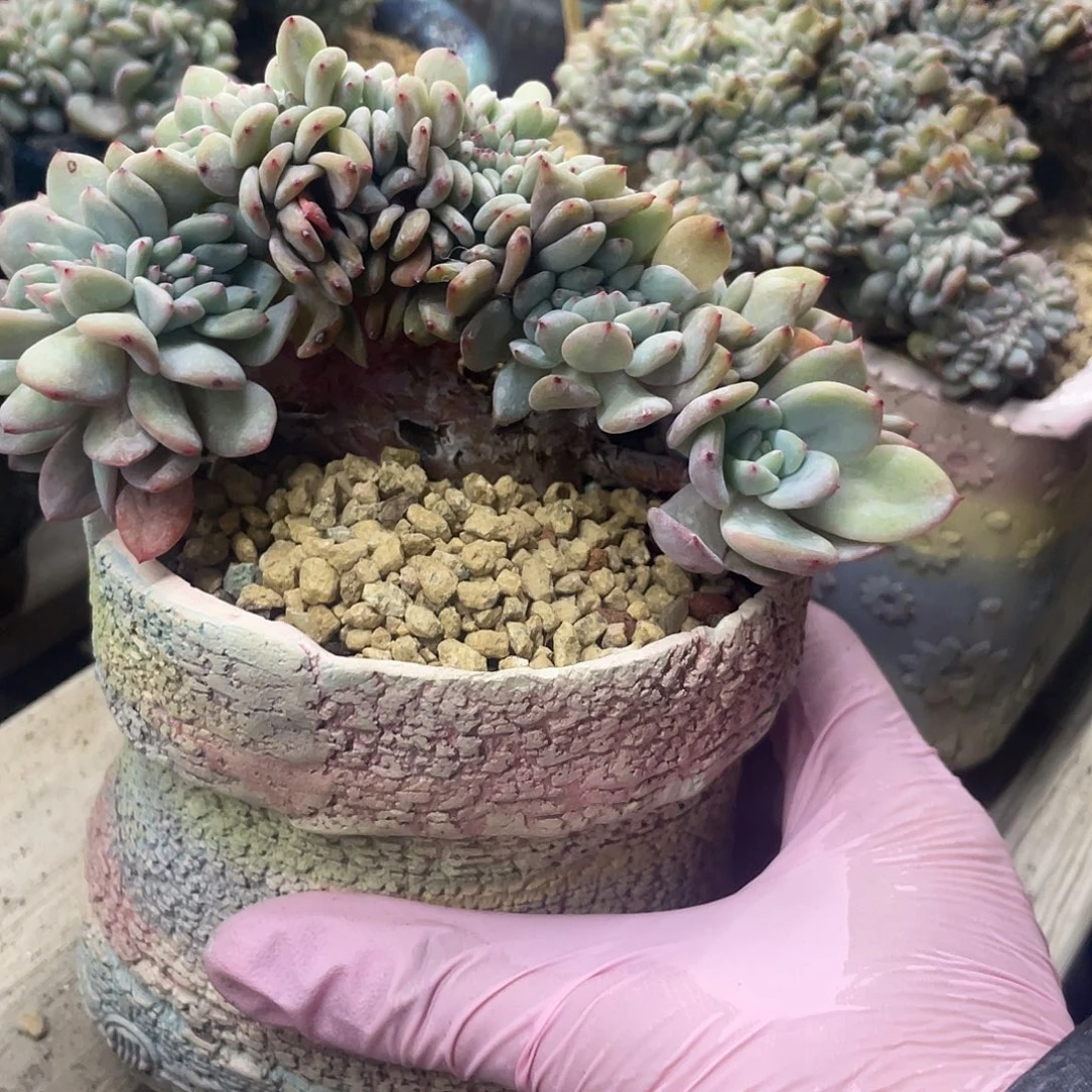 微瑕（有叶伤）星影小树