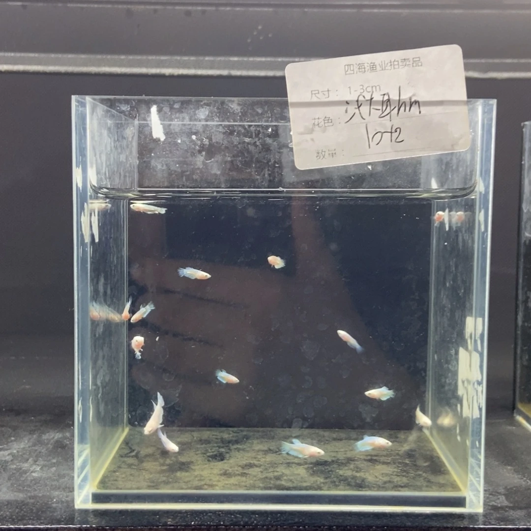 斗鱼包活不包损所见即所得374