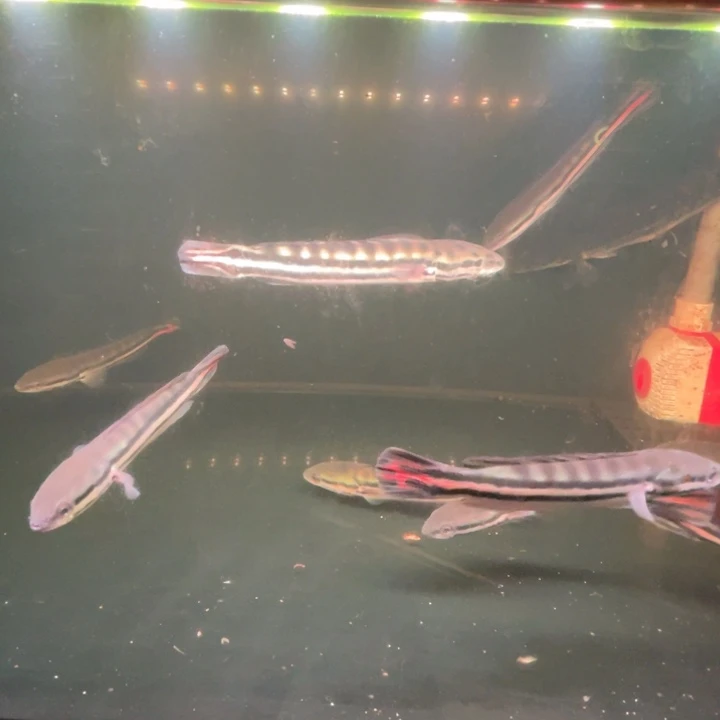 雷龙铅笔15-17厘米