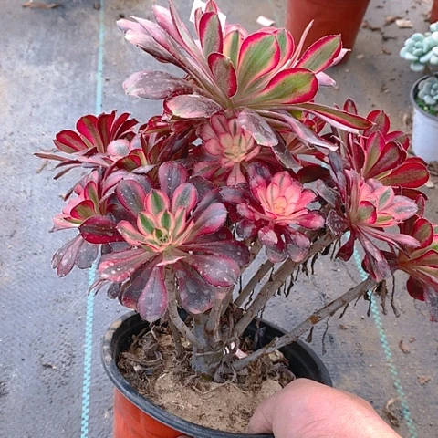 105香奈多肉植物