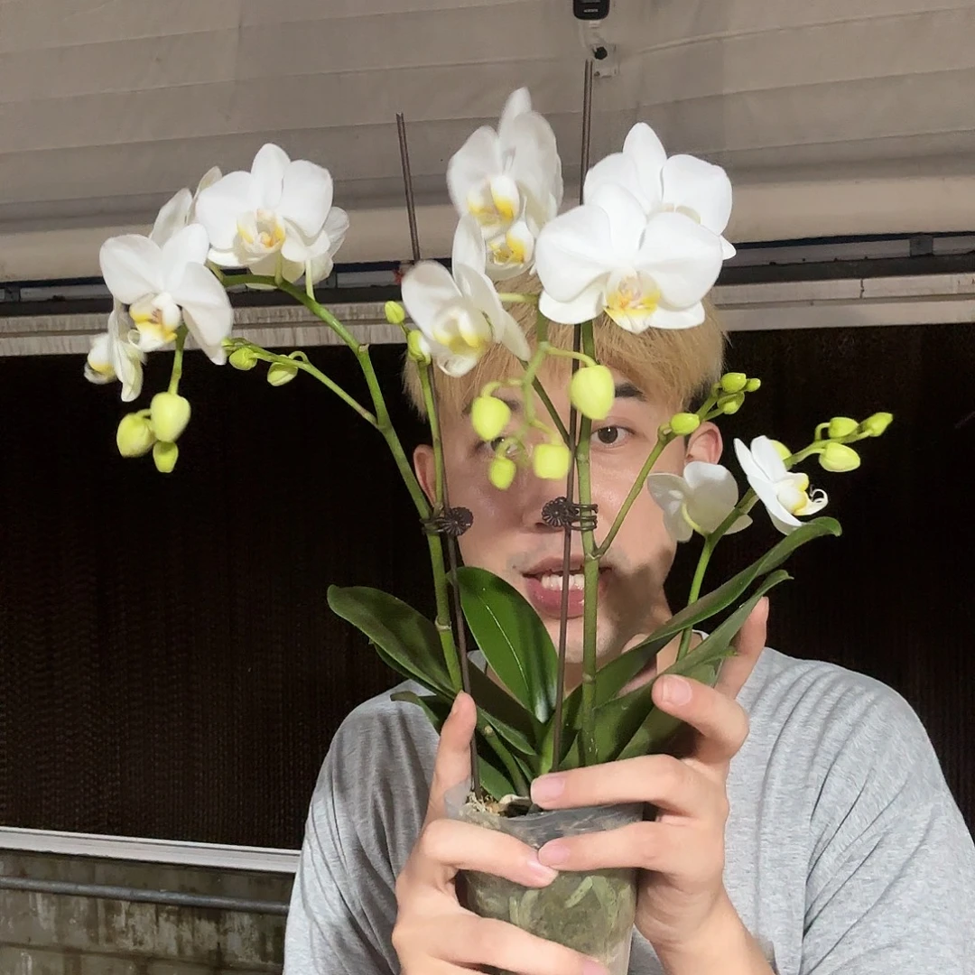 完全开放三花剑小白花