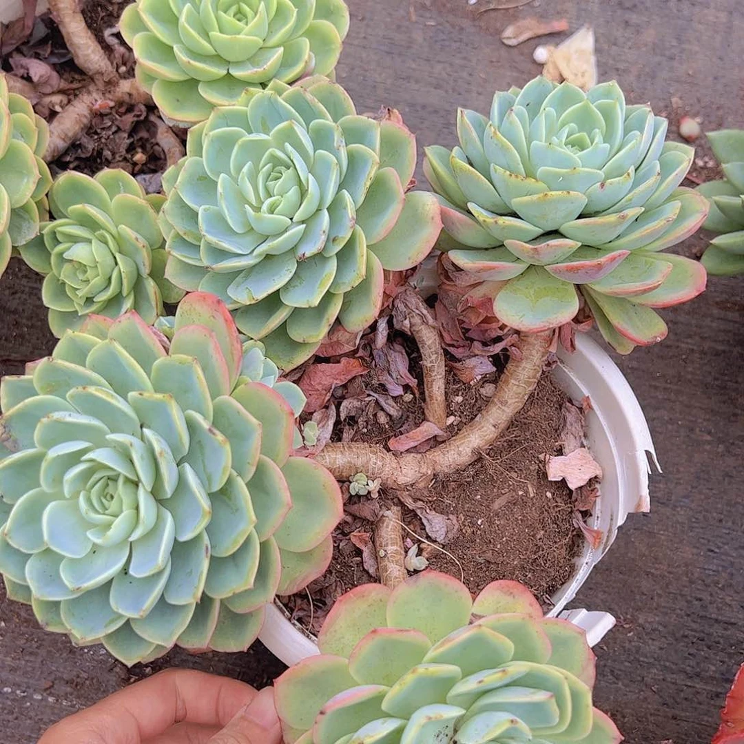 哈密瓜多头大盆群老桩