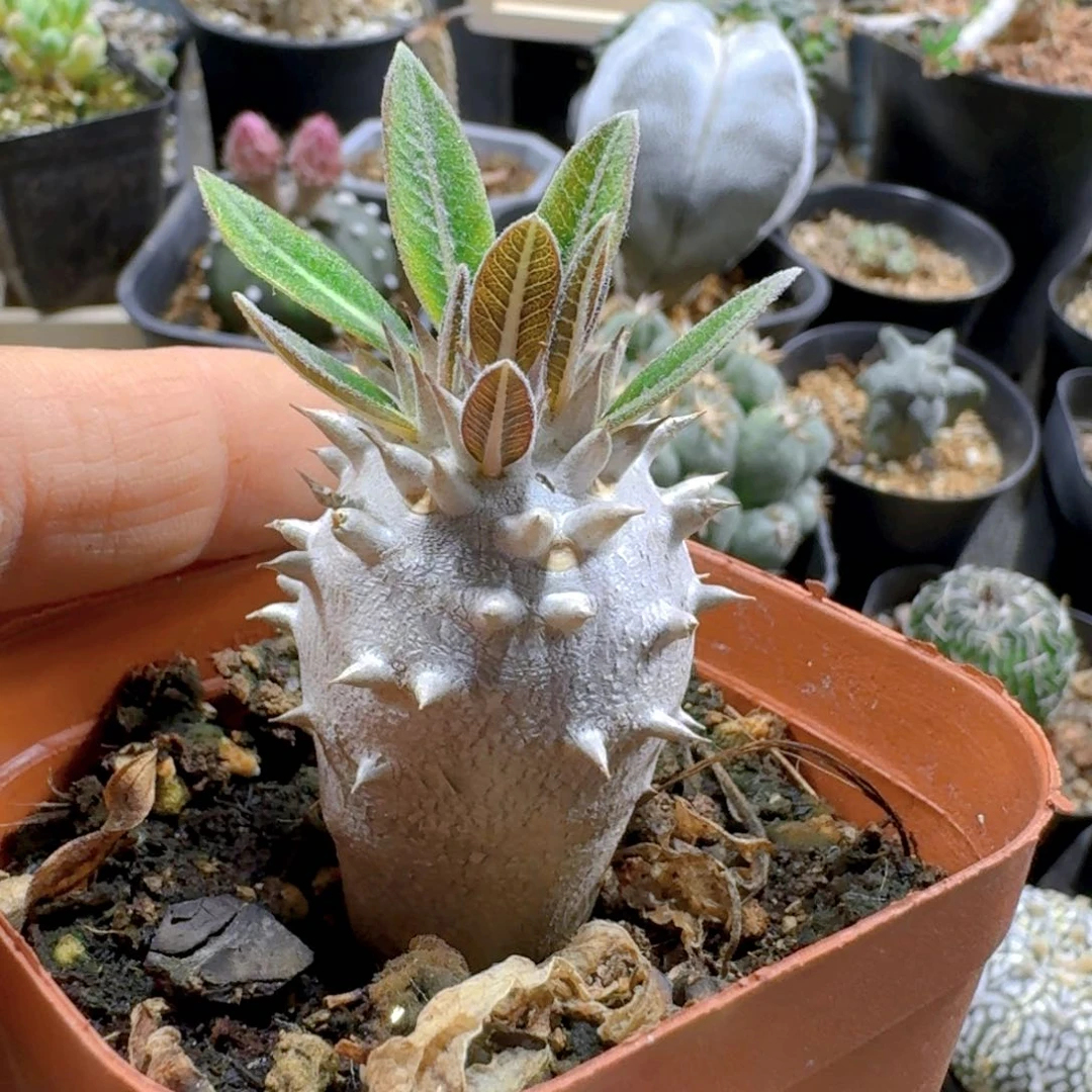 837惠比大黑带盆发货