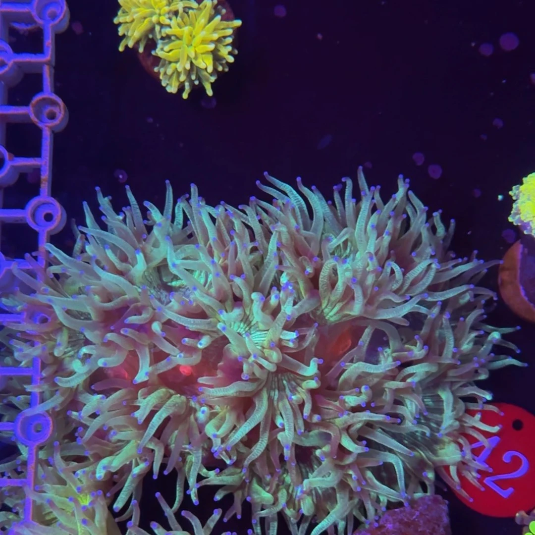 万鱼来朝海水观赏