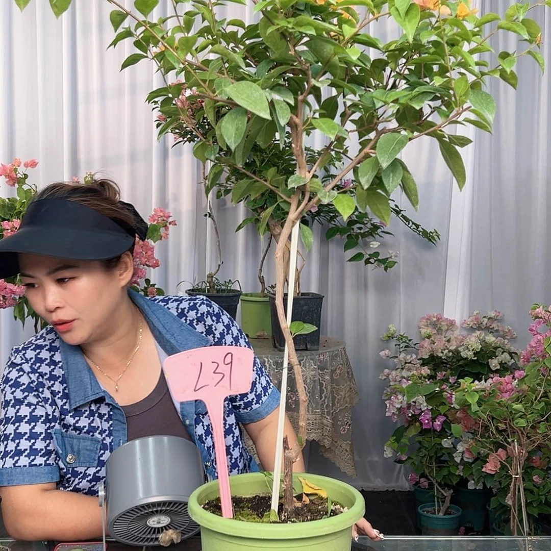 用***6大部分开放少量花苞L39金发