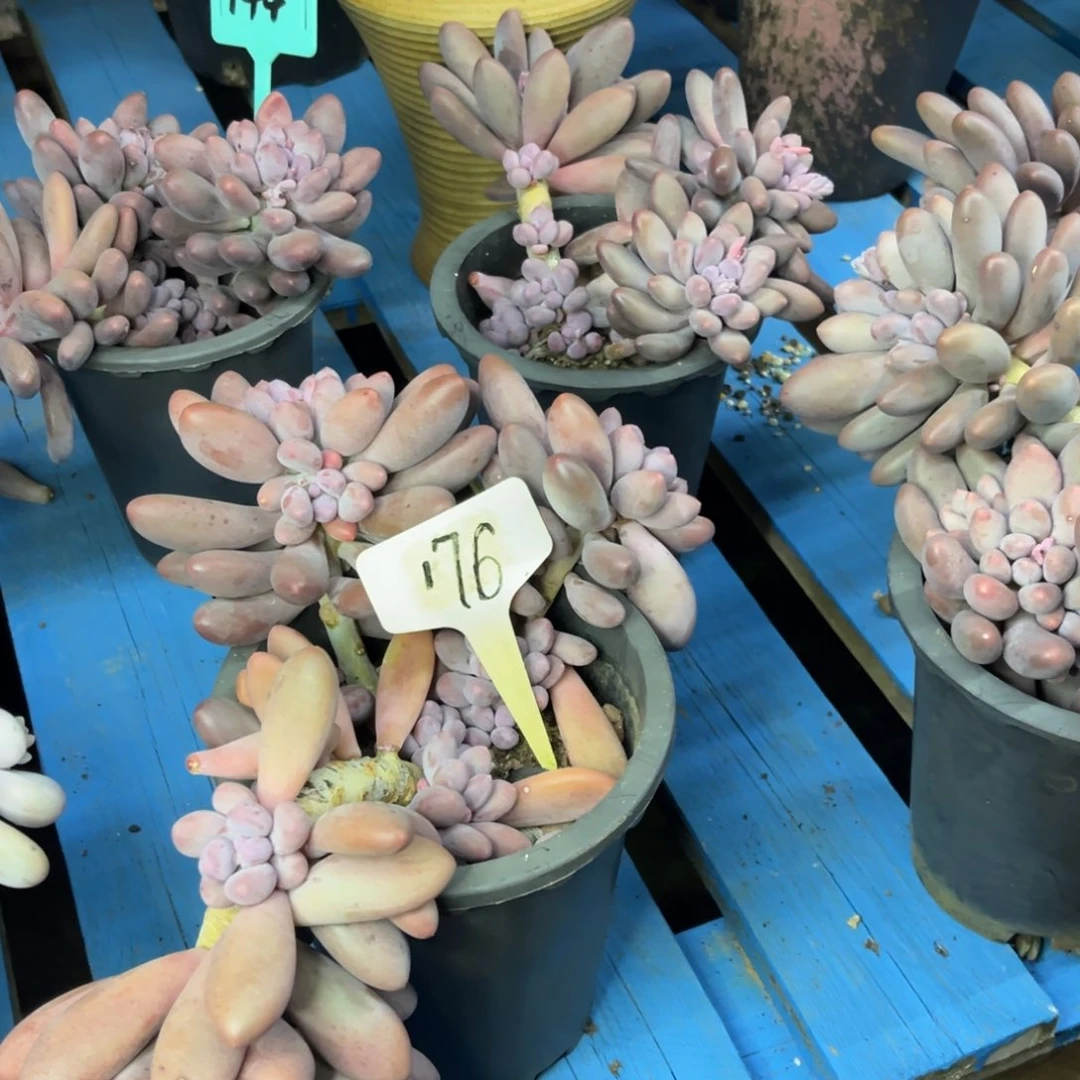 小雨多肉汤圆老桩