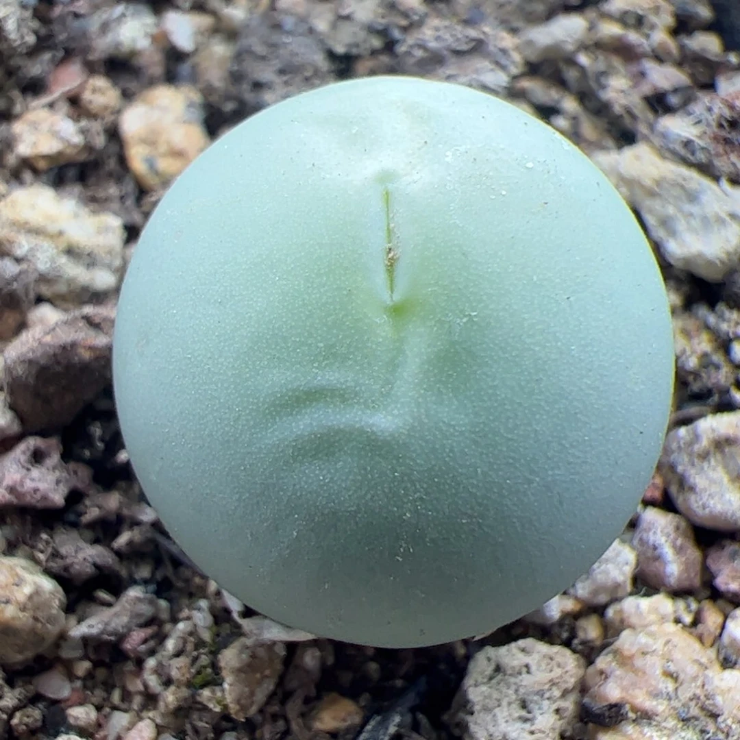 大家过年好22426