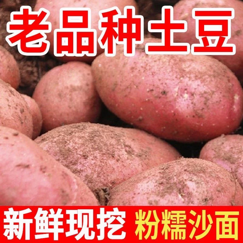 【馆长甄选】2025云南新鲜红皮黄心土豆马铃薯现挖