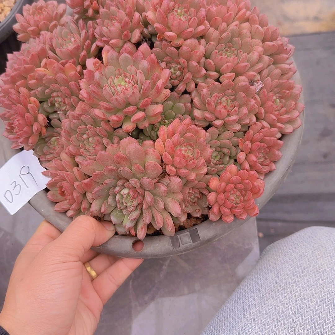 0319红宝石多肉植物