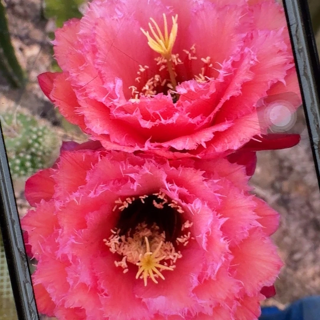 3-444 侧芽5公分毛花柱仙人球