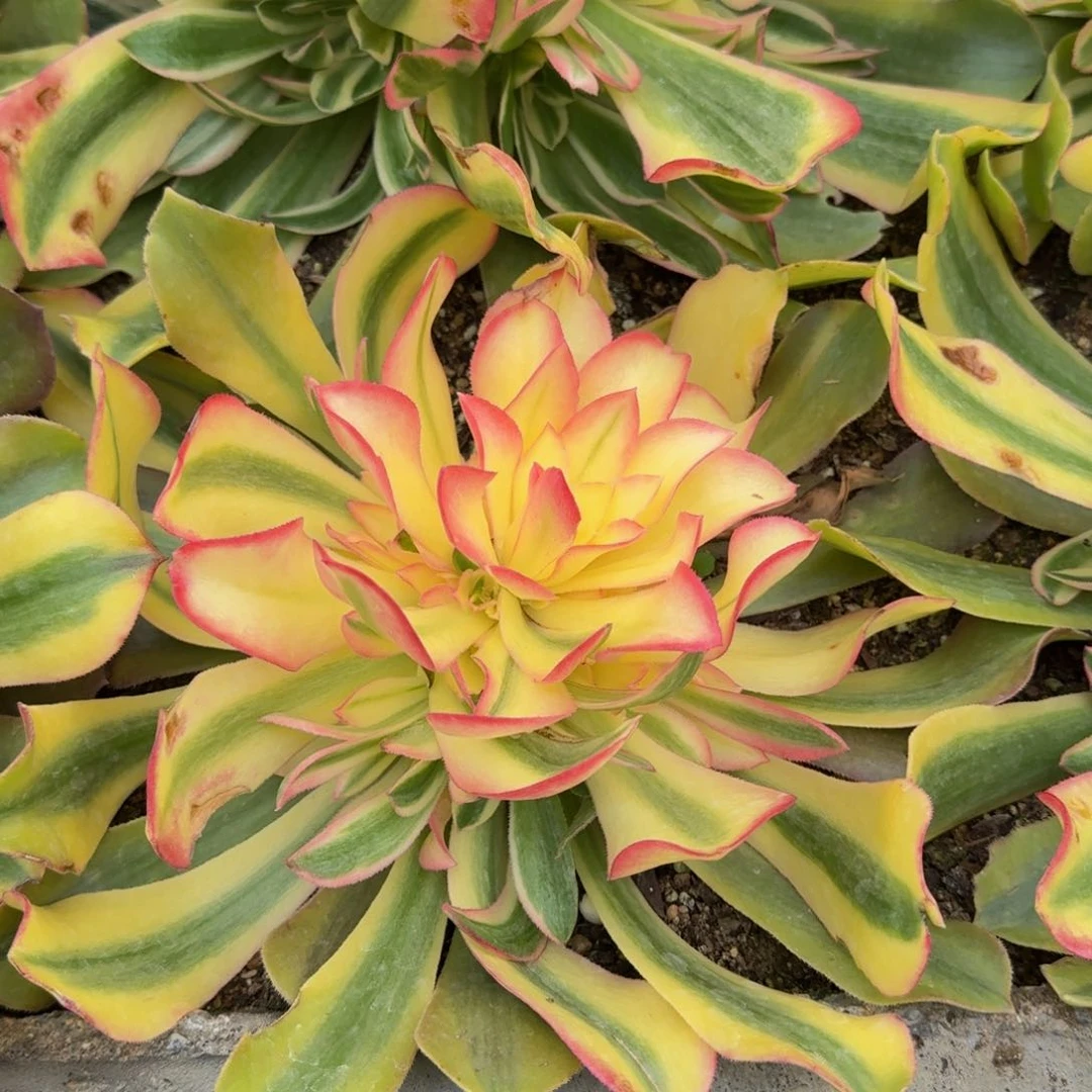 苹**艺红魔女 莫兰迪寄养到秋