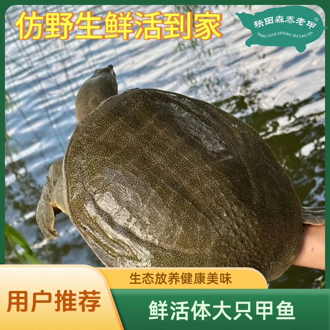 【1.6-2.2/只】2只3.8斤清仓甩卖外塘生态甲鱼仿野生水鱼包邮包活