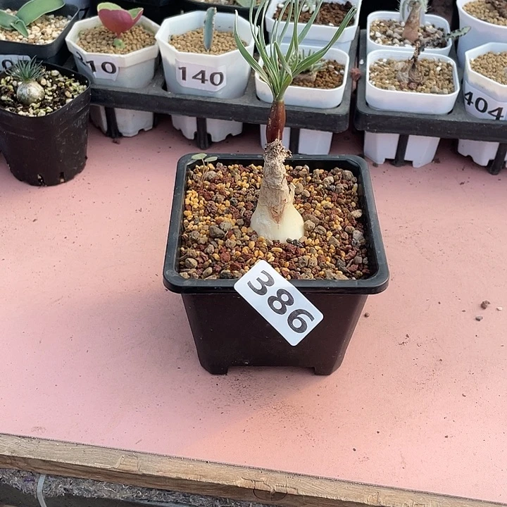 386产地GN弹簧草块根