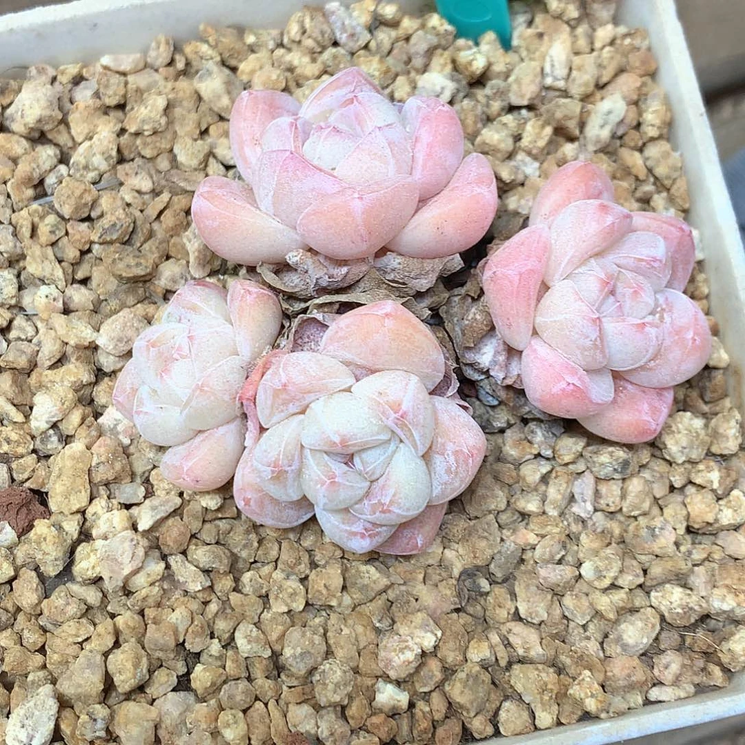 ?****?冰玉冰玉冰玉冰玉冰玉