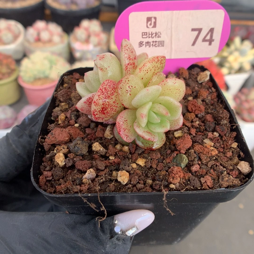 74 冰玉石化多肉多肉