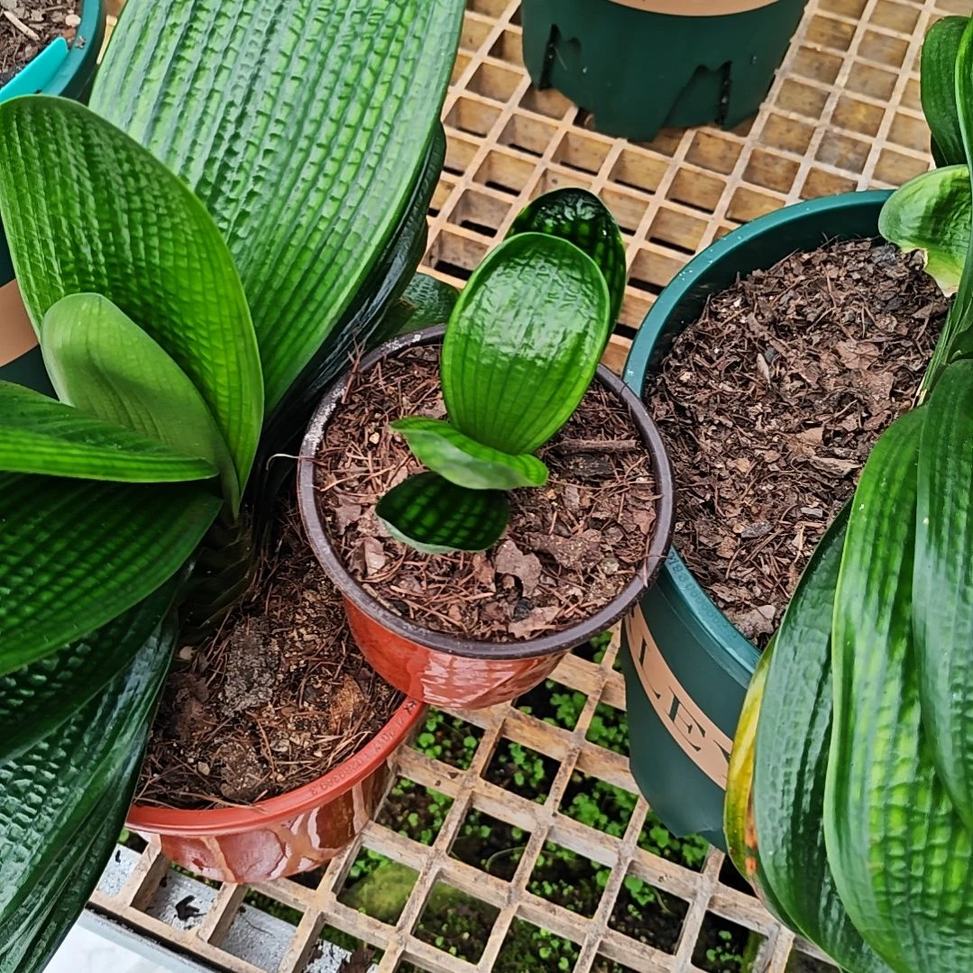 完全开放君子兰精品一年