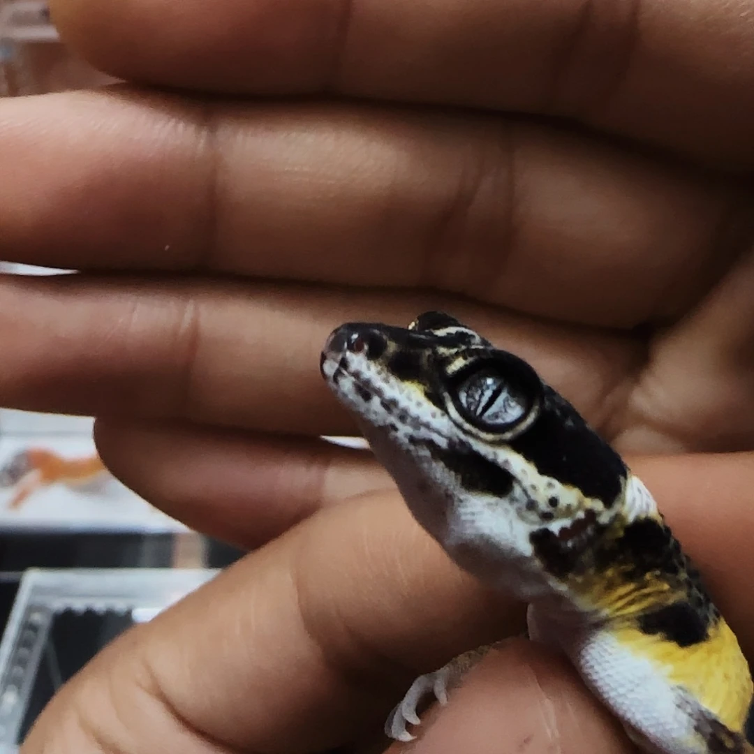 豹纹守宫白眼玻璃眼黑夜柠檬霜