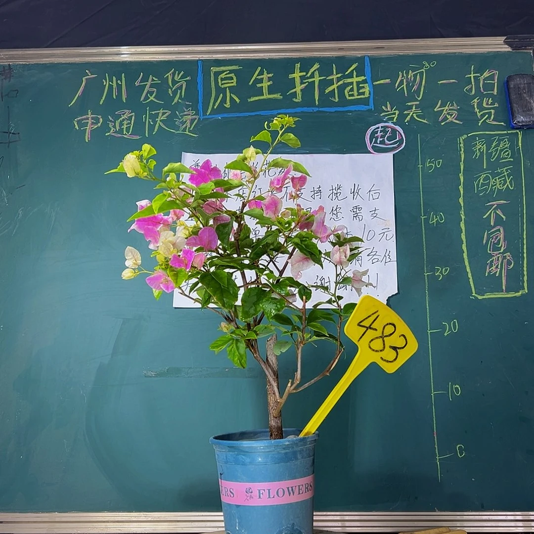 当前无花栽培后可以开花 广红樱 粗杆 483