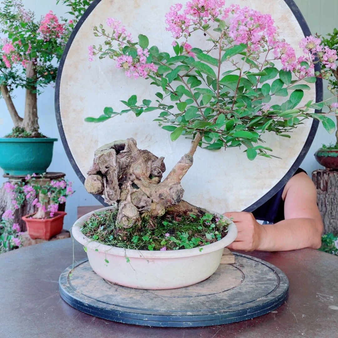 当前无花栽培后可以开花