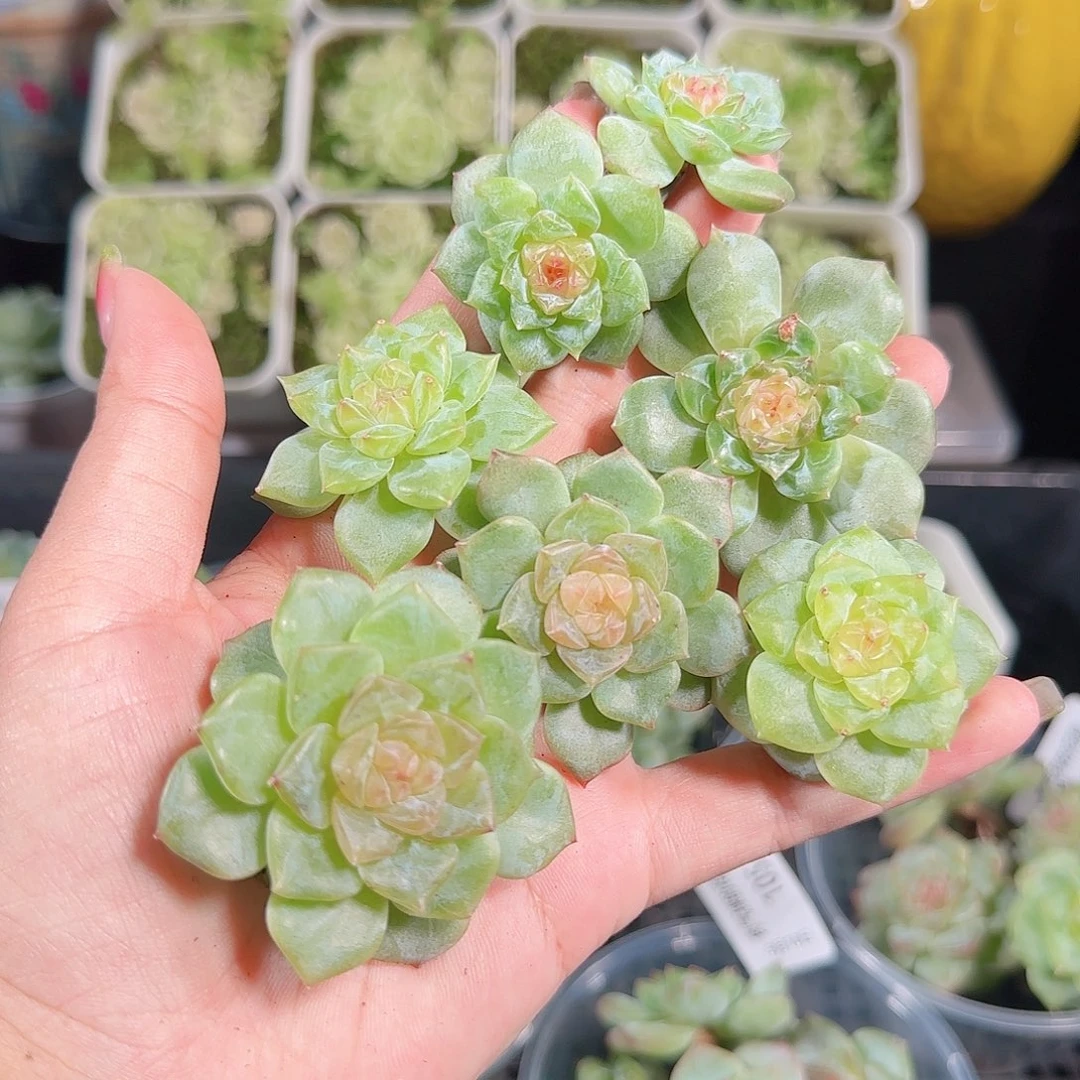 0910---106糖心珍妮