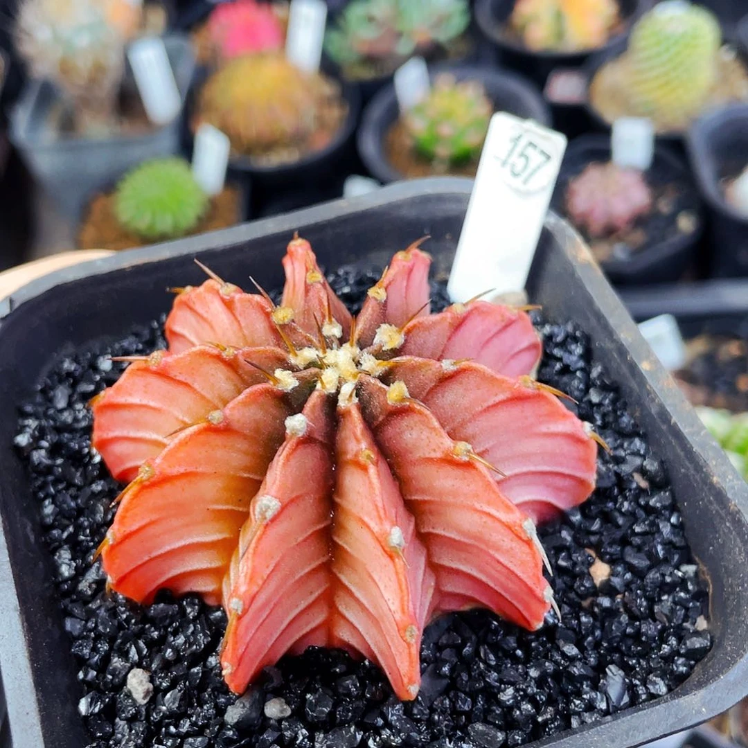 ?非偏远地区满25包邮仙人球