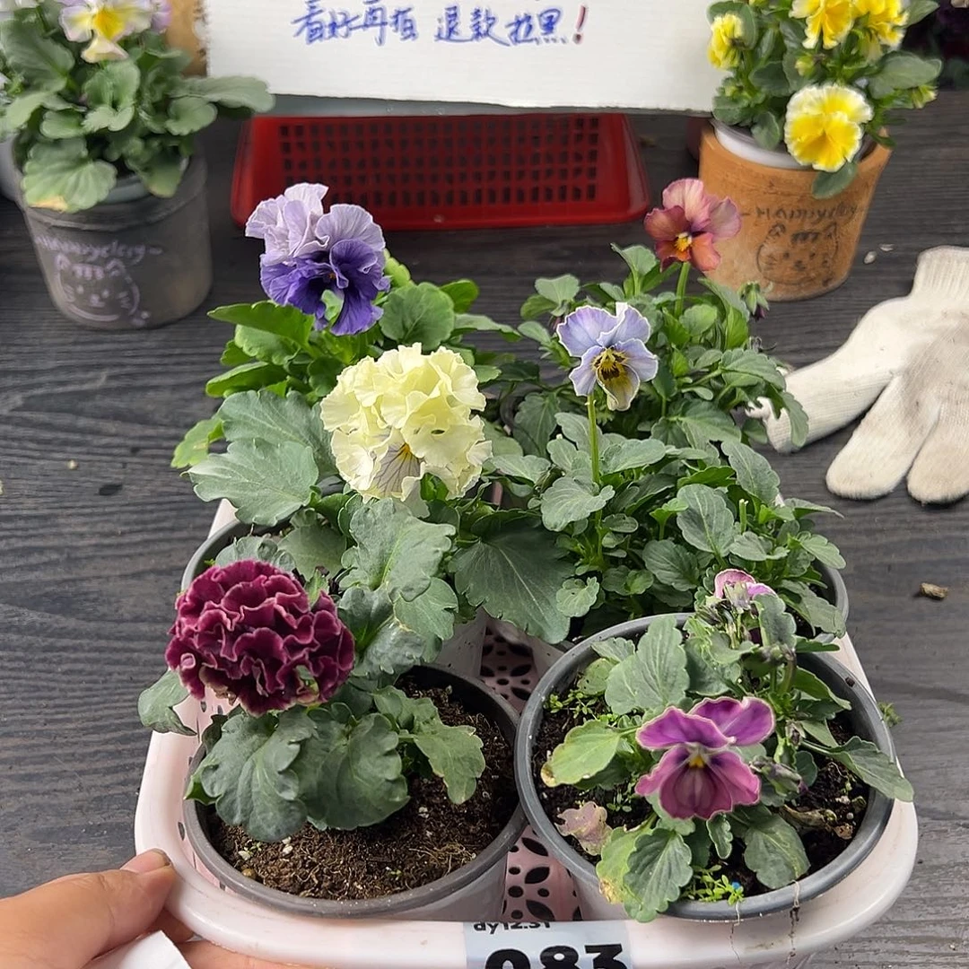 大部分花苞少量开放083号