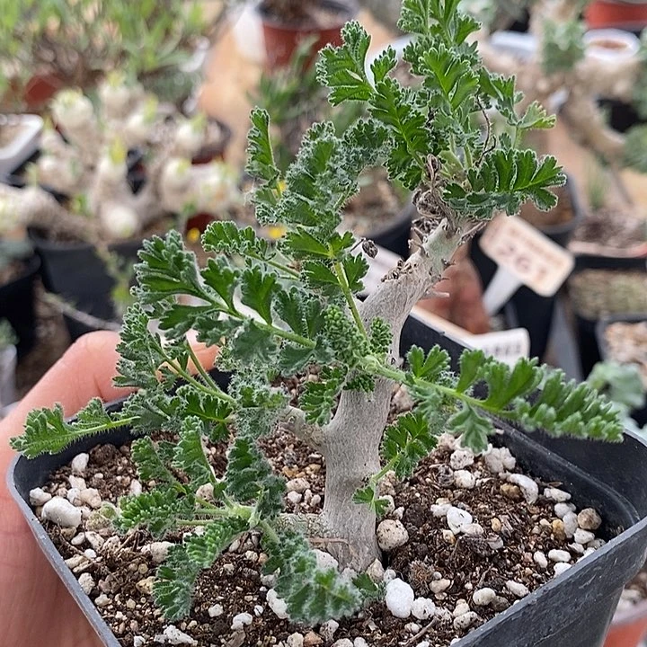 868沙漠洋葵带盆一一一一