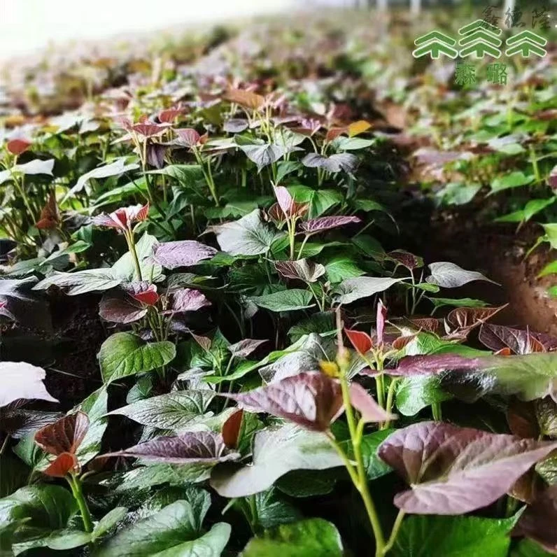 正宗哈密红薯苗脱毒原种一代优质高产庭院绿植