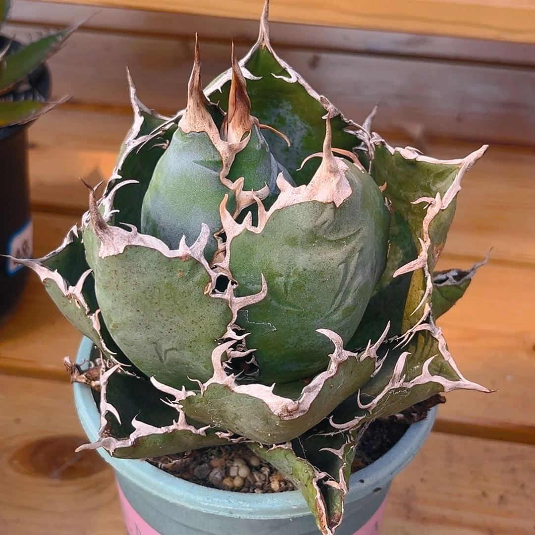 J**-龙舌兰正版白鲸