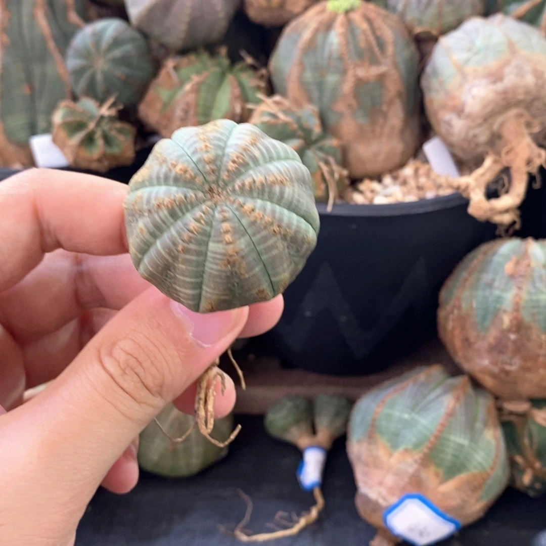 31 欧系实生布纹球多肉植物