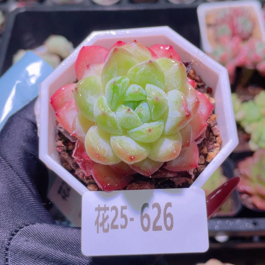 花利美25-626精选糖心