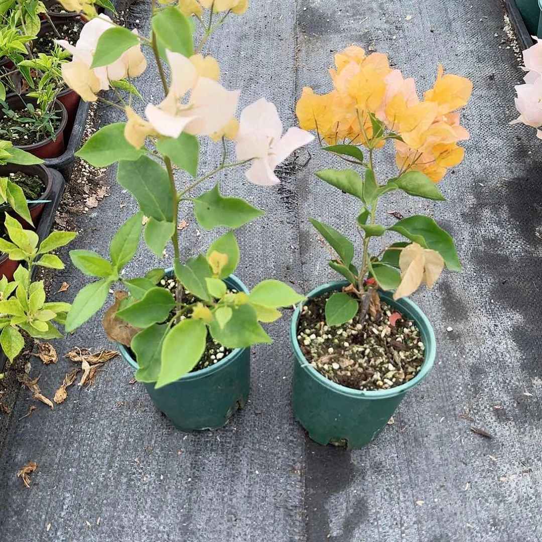 完全开放阿达喜悦和金探戈