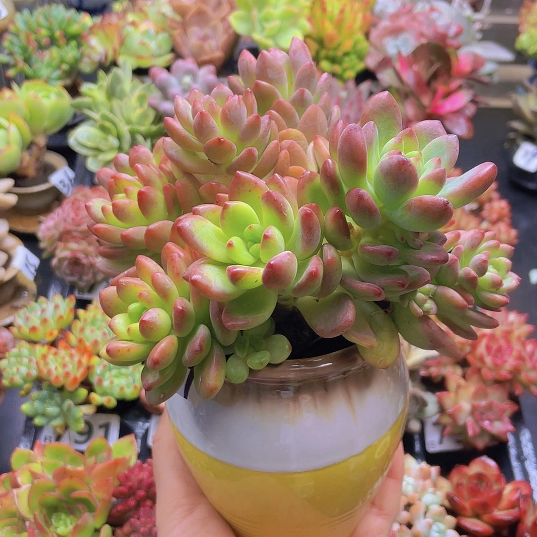 风***夜花钱花钱花钱花钱花钱