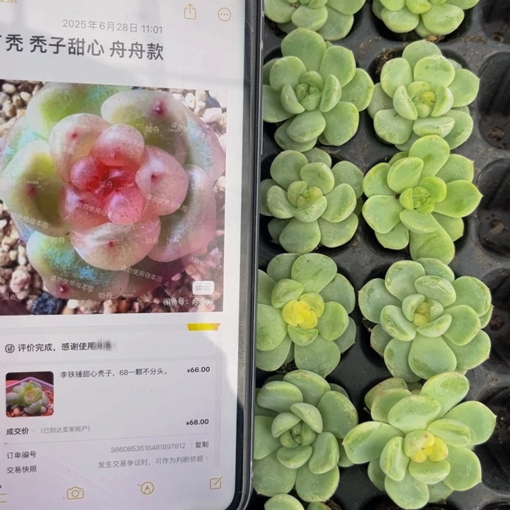 T秃子甜心，满9.9元包邮