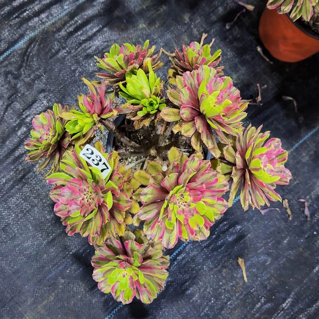 237花脸粉黛丛林多肉植物