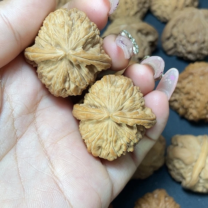全品白狮子36
