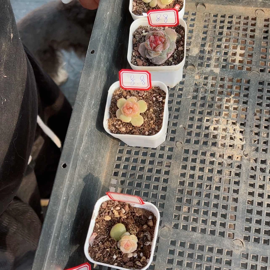 【闪购商品】暴***子620哈哈哈哈哈哈哈