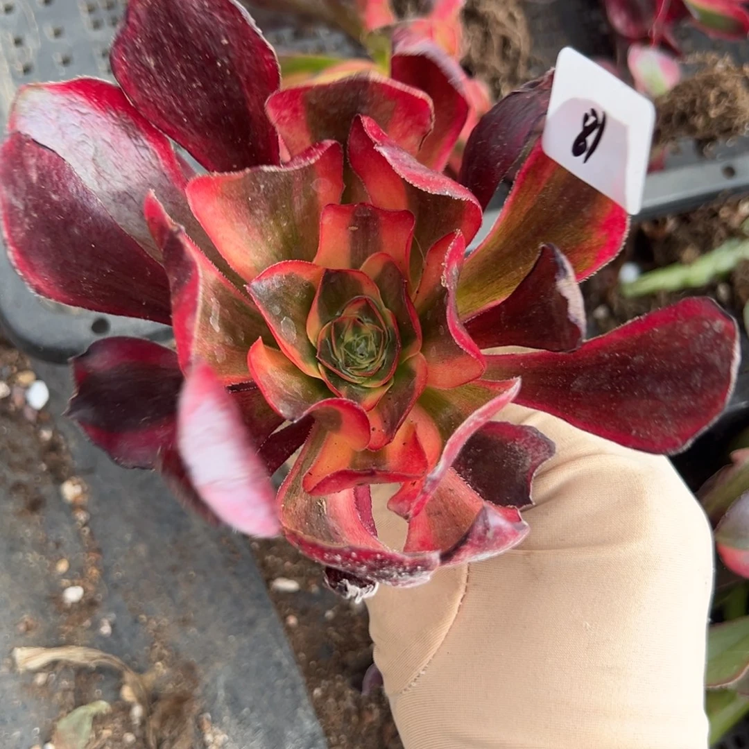 81红魔女一颗5多肉系