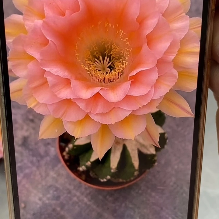 彩草梦幻例芽3.5公分左右