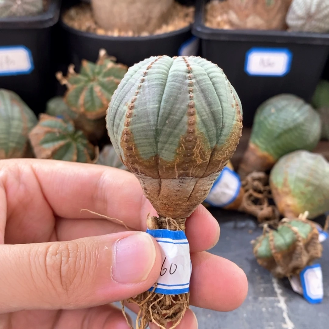 24 欧系实生布纹球多肉植物