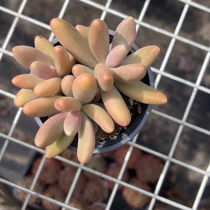 糖果美人多肉植物精品