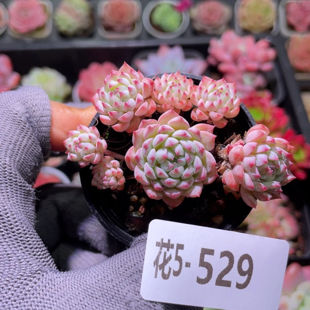 花利美5-529小粉莓