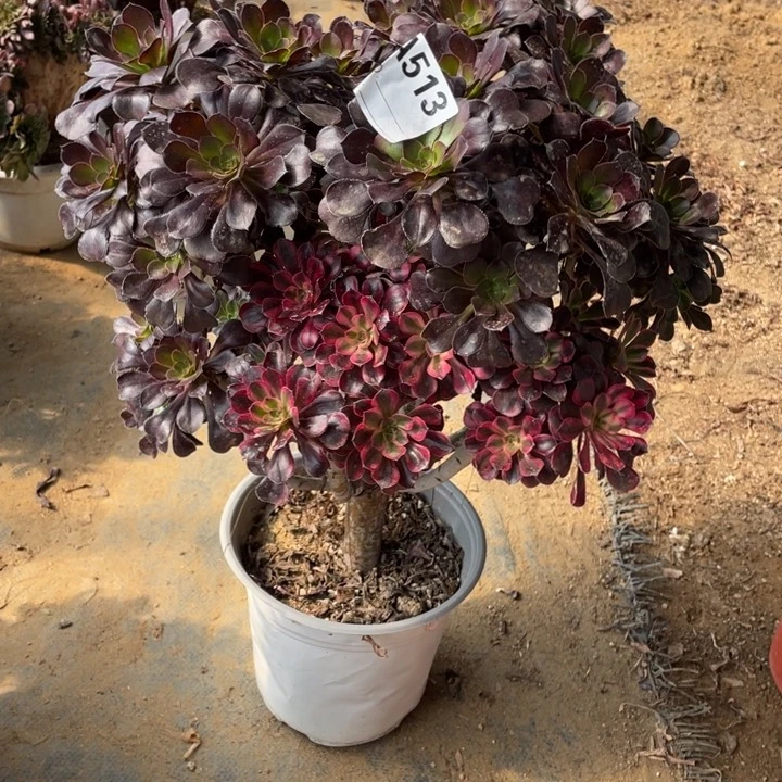 阿*桃多肉阴阳丽纳法师513