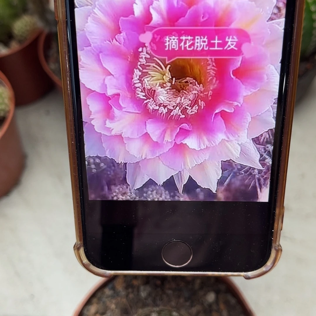 彩草520号带根4.5公分左右