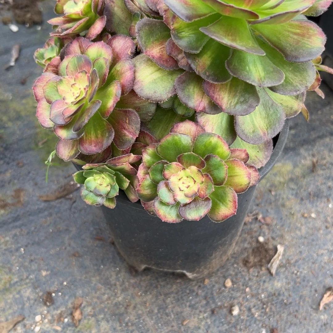 161海王七白多肉植物