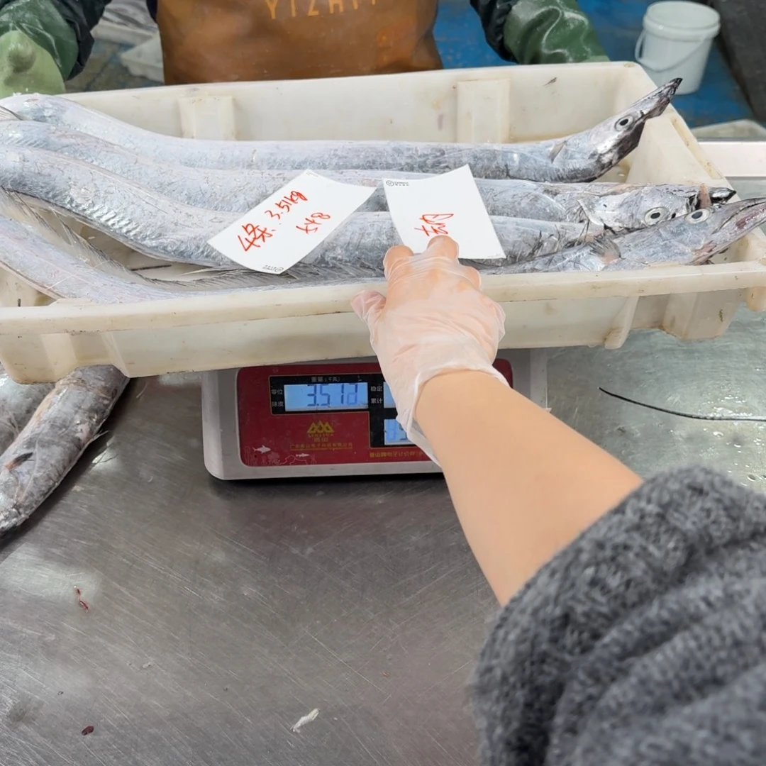 着***象中国大陆4条老鹰带 3.51公斤