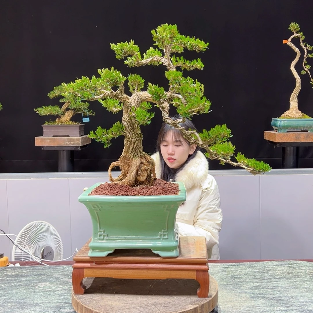 绿植黄杨盆景盆景