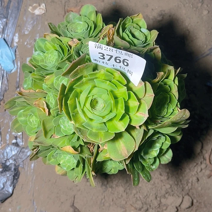 无花朵3766翡翠琉璃多肉植物2号